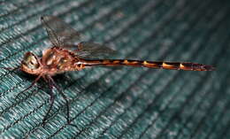 Image of Sentry Dragonfly