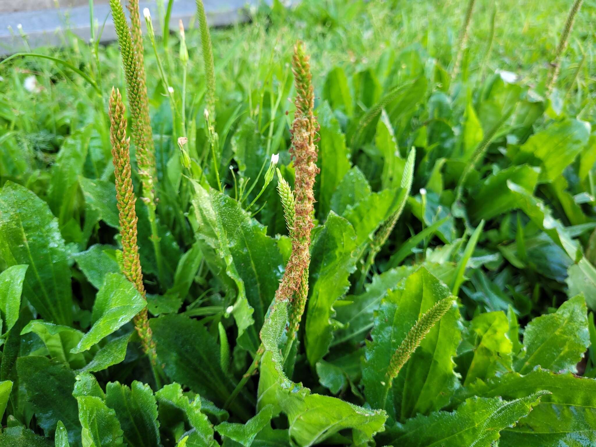 صورة Plantago australis subsp. hirtella (Kunth) Rahn