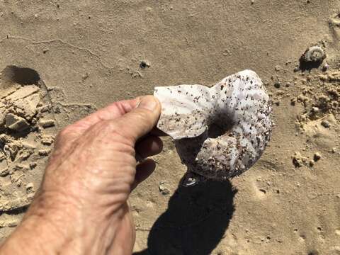 Image of White-patch nautilus