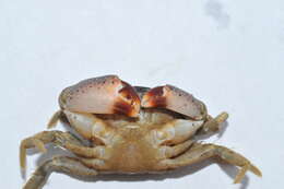 Image of Atlantic mud crab