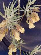 صورة Eremophila eriocalyx F. Muell.