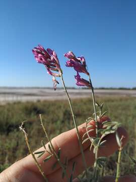 Image of Astragalus varius subsp. eupatoricus A. K. Sytin