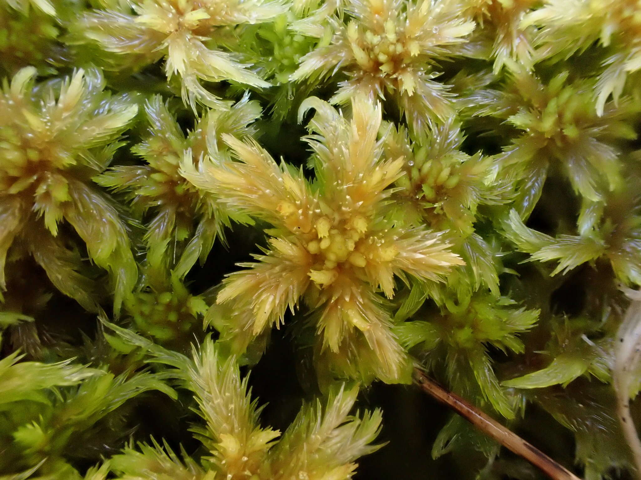 Image of sphagnum