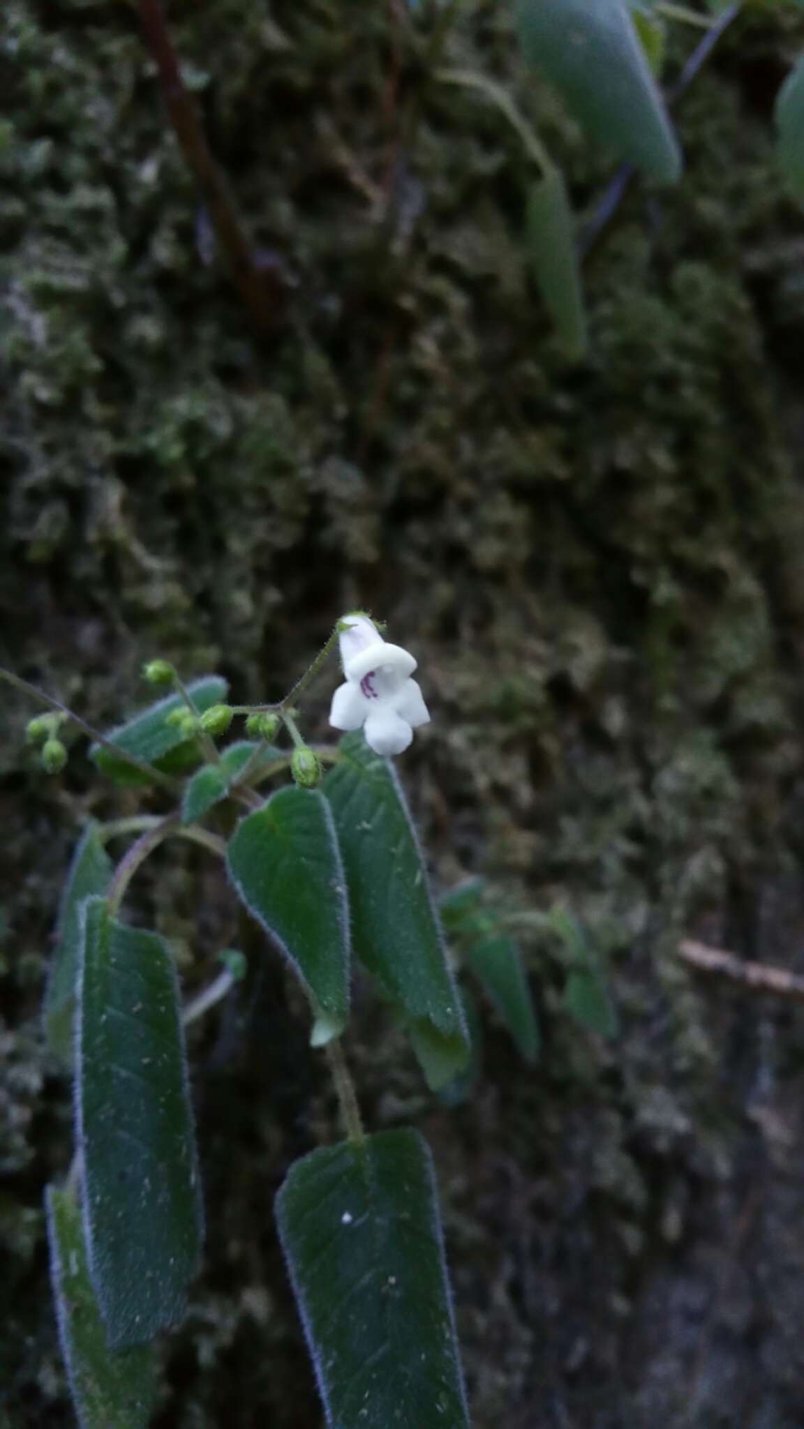 Image of Streptocarpus thompsonii R. Brown