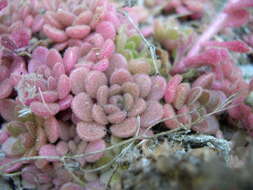 Image of Sedum fragrans H. 't Hart