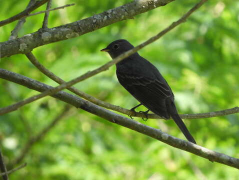 Image of Slaty Elaenia