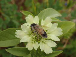 Image of Lomelosia prolifera (L.) W. Greuter & Burdet