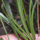 Image of Goodenia stelligera R. Br.