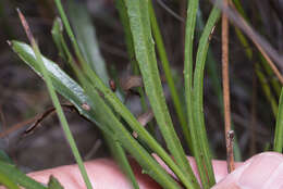 Image of Goodenia stelligera R. Br.