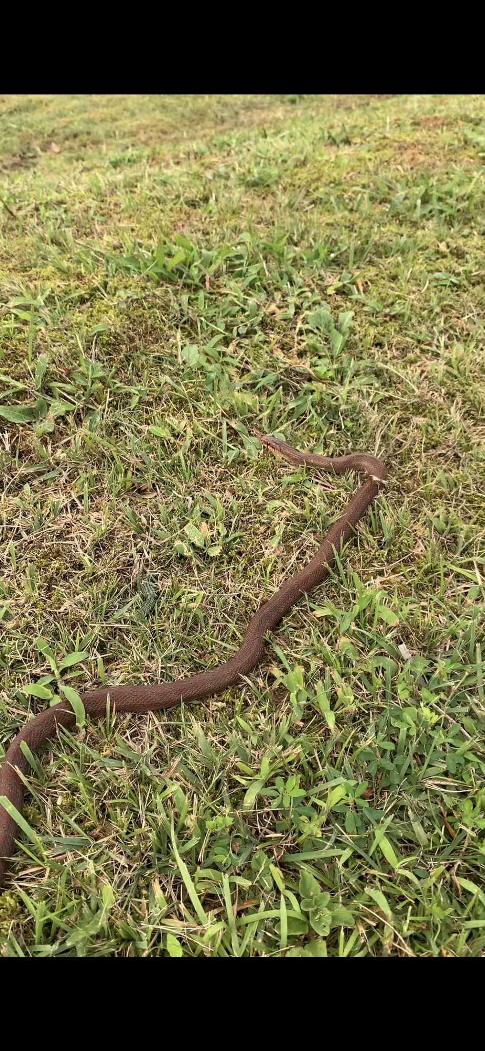 Image of Burrowing Ratsnake