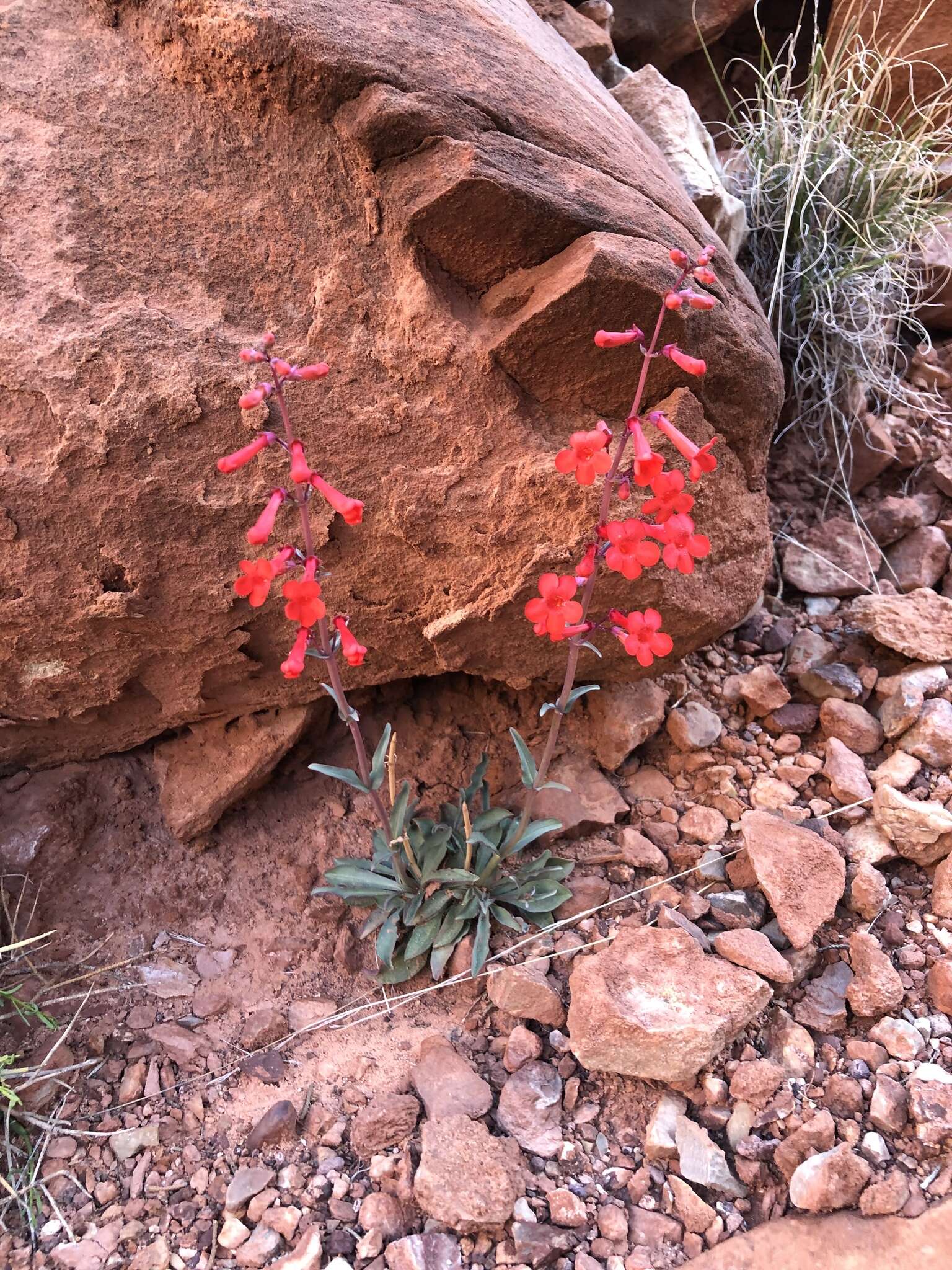 Image of Utah penstemon