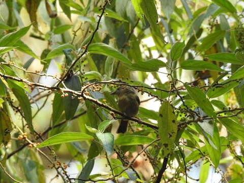 Image of Grey-headed Bulbul