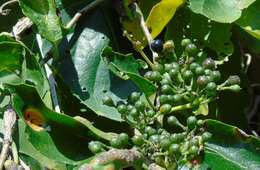 Cissus verticillata (L.) Nicolson & C. E. Jarvis resmi