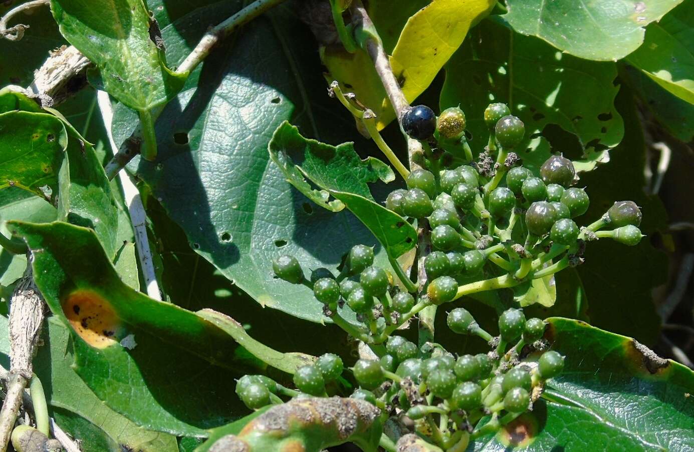 Image of seasonvine