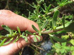 Image of Carolina desert-thorn