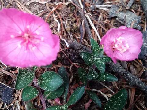 Image of Oenothera deserticola (Loes.) Munz