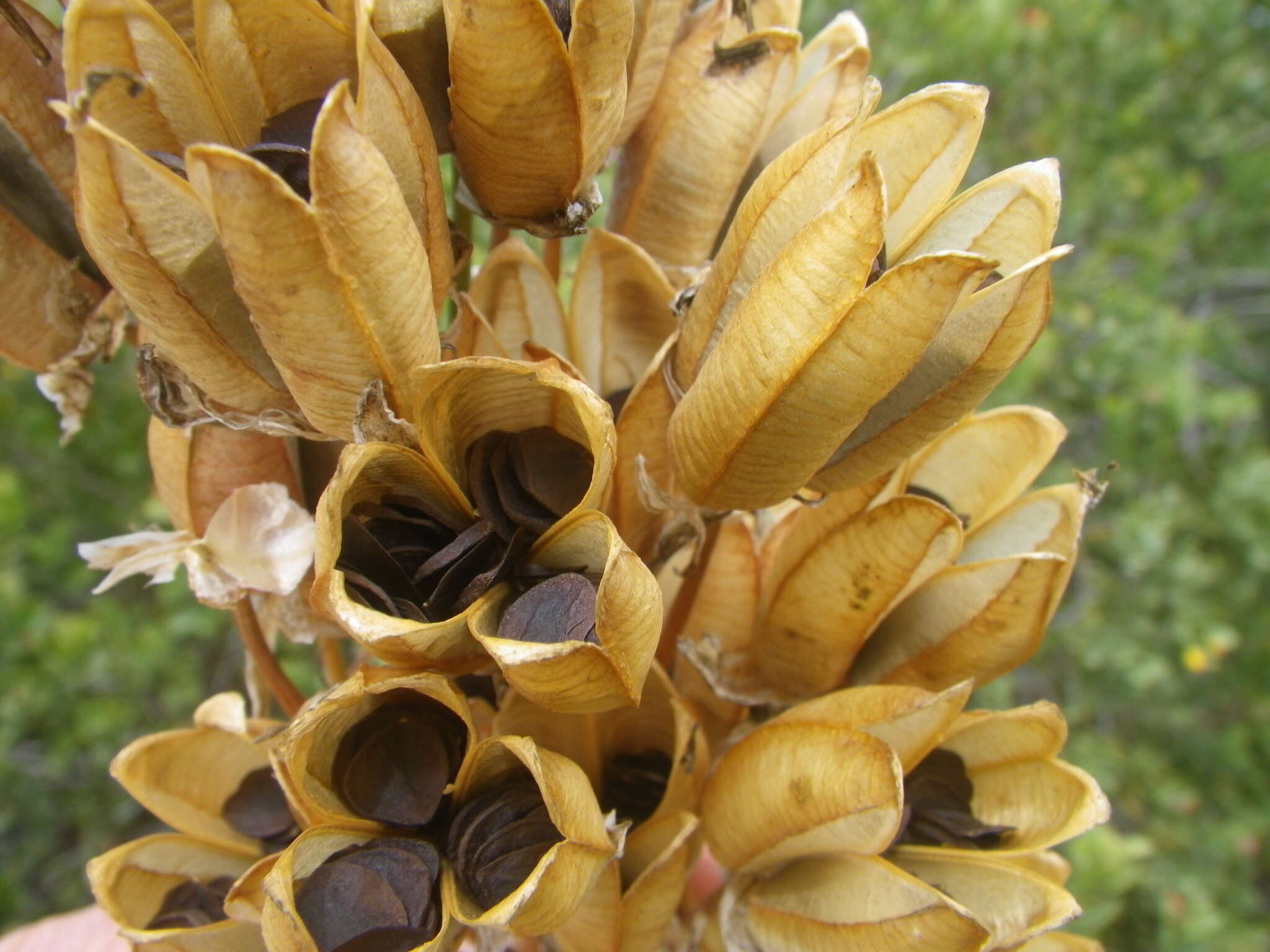 Image de Albuca canadensis (L.) F. M. Leight.