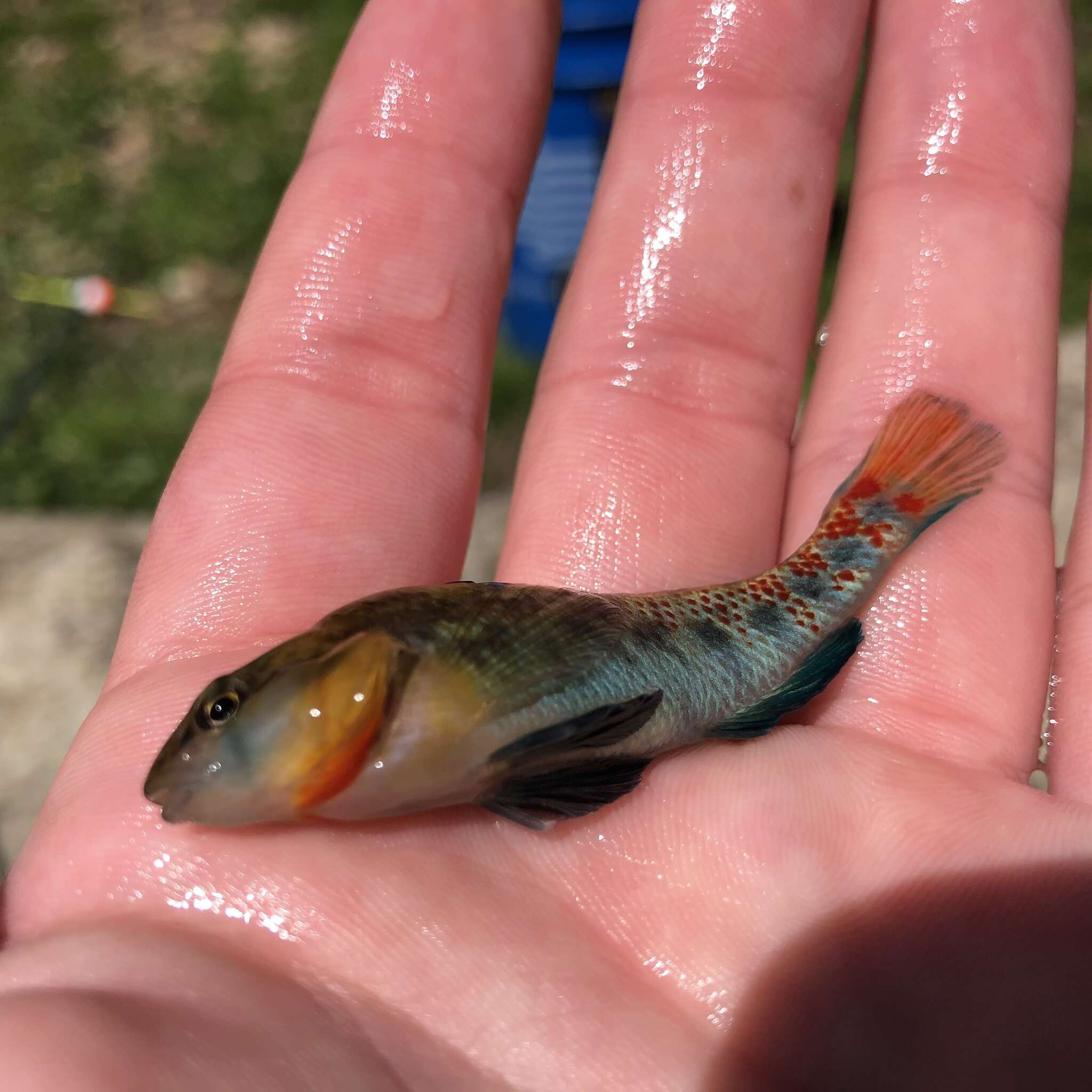 Image of Highland Rim Darter