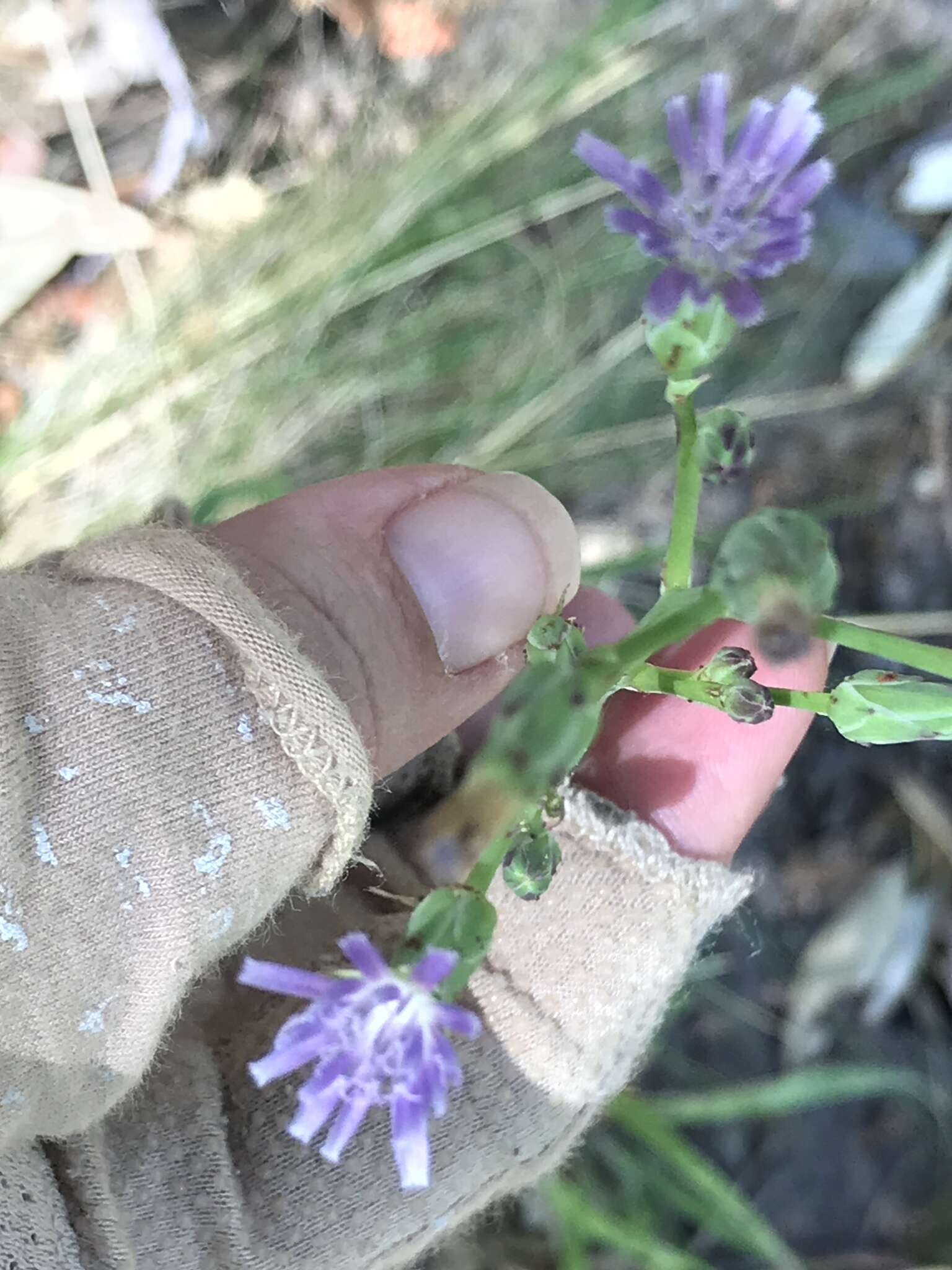 Lactuca graminifolia Michx. resmi