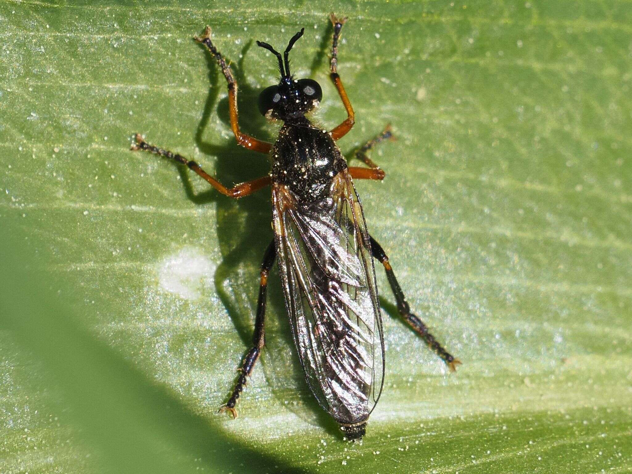 Image of Dioctria rufipes (Scopoli 1763)