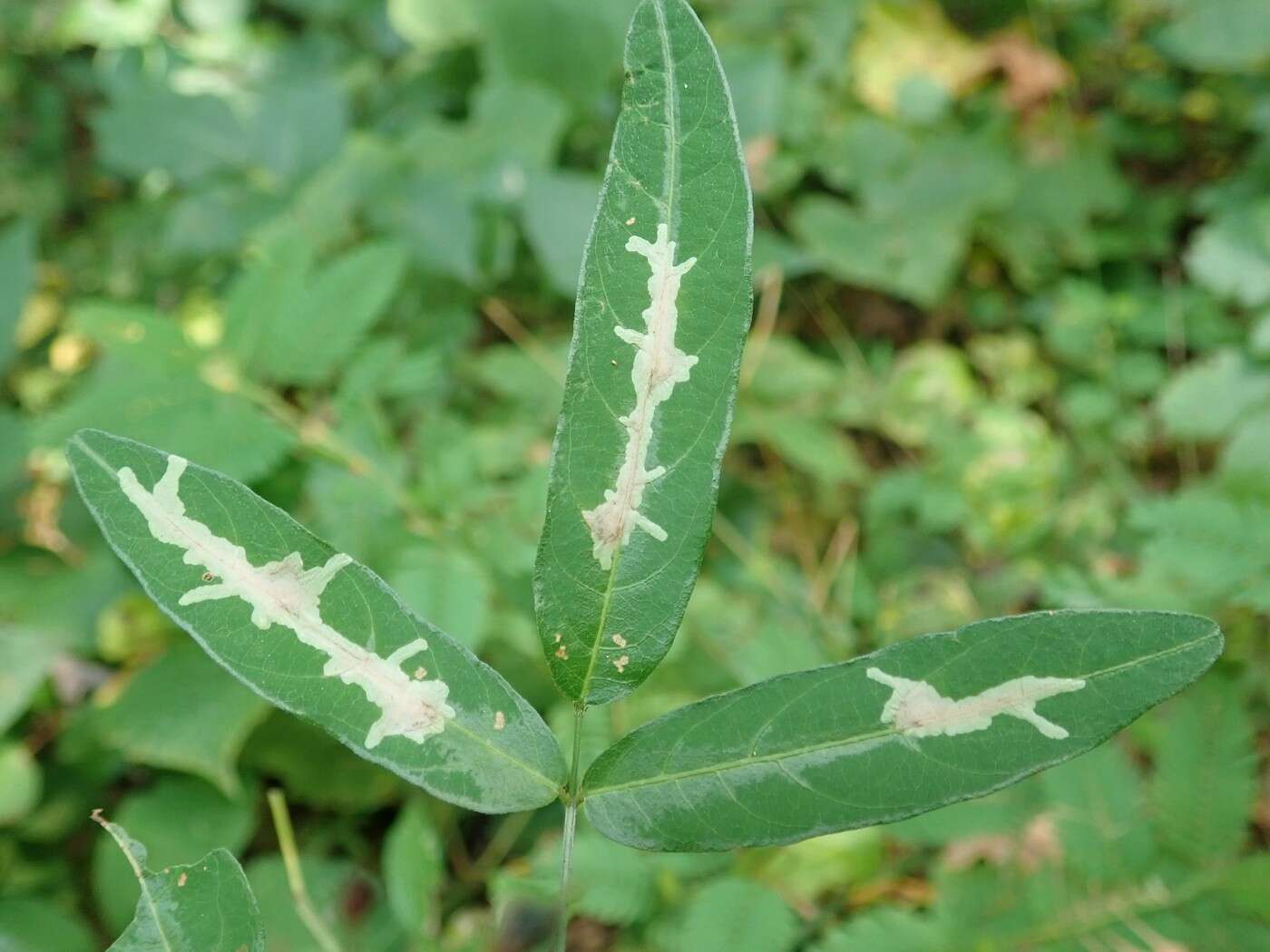 Image of Locust Digitate Leafminer