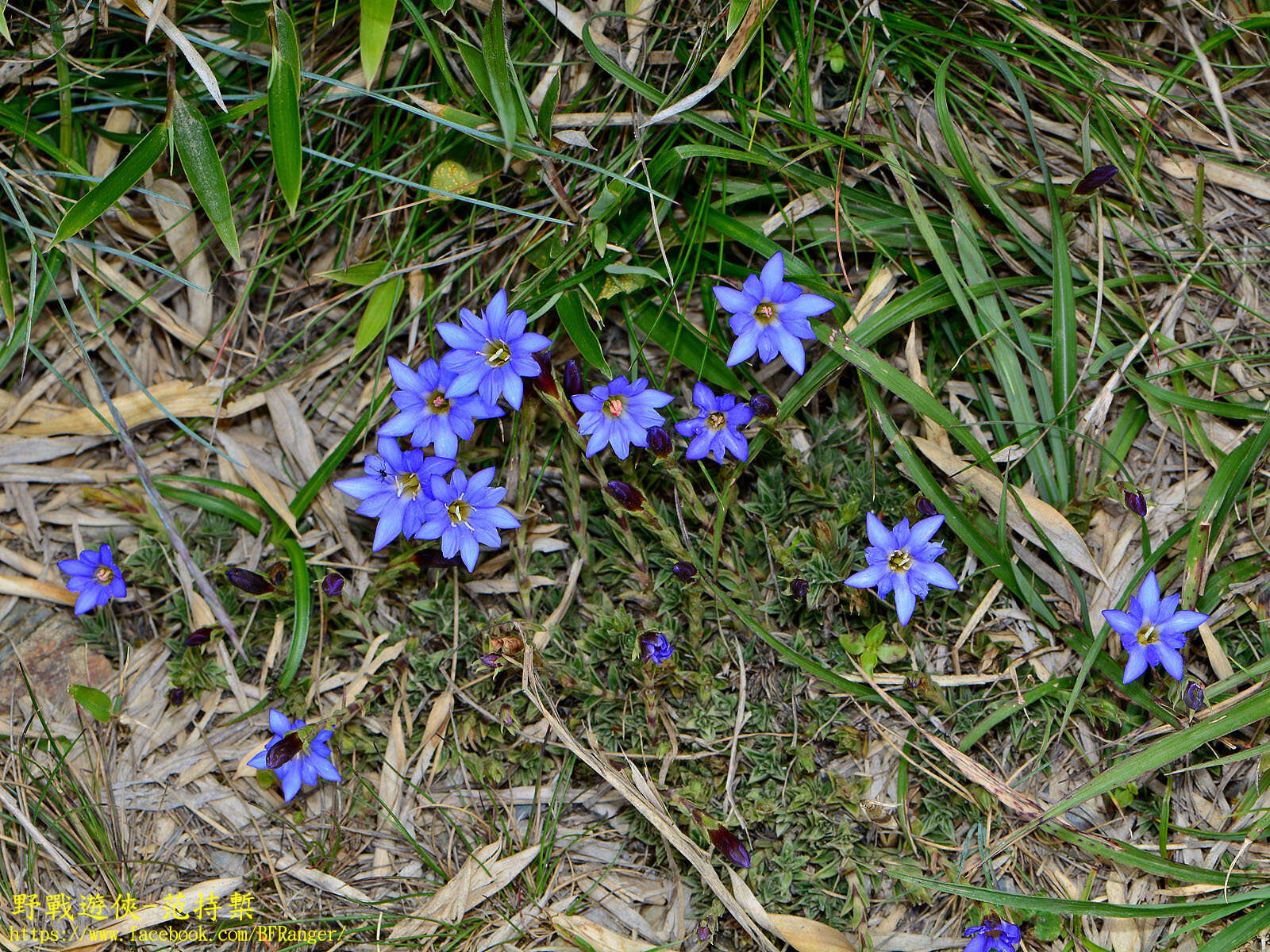 صورة Gentiana arisanensis Hayata