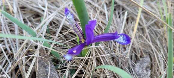 Image of Iris sintenisii Janka