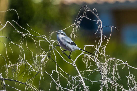 Image of Iberian Grey Shrike