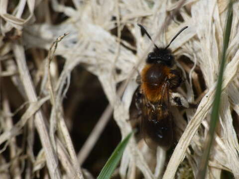 Image of Andrena lapponica Zetterstedt 1838