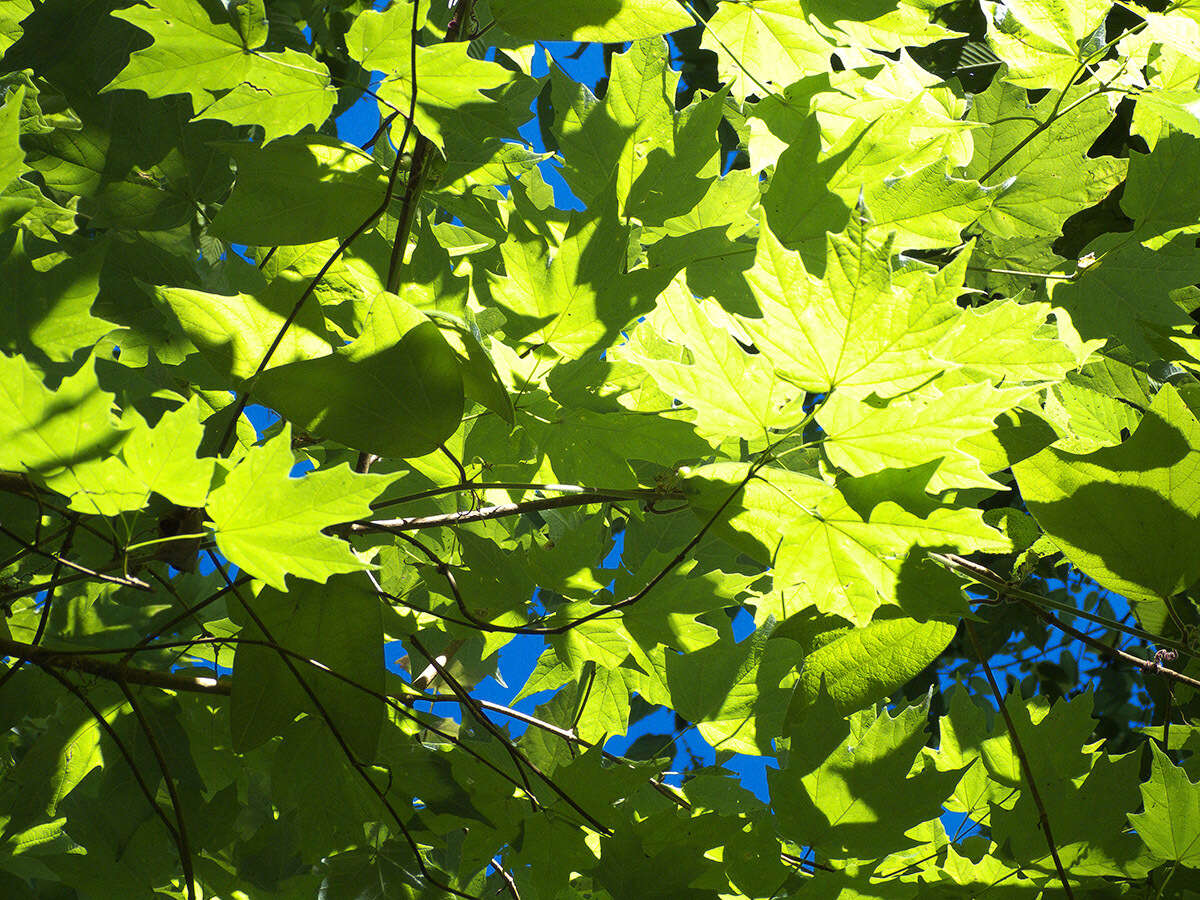 Image of Acer binzayedii Y. L. Vargas-Rodr.