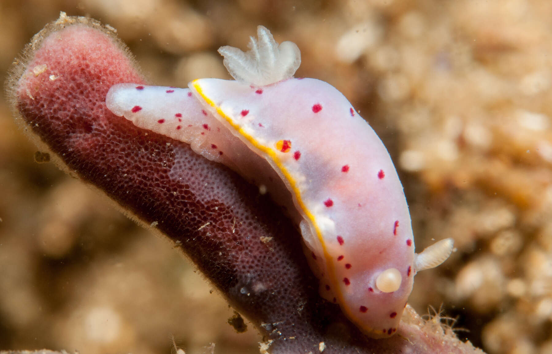 Image de Goniobranchus woodwardae (Rudman 1983)