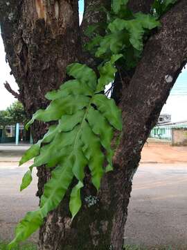 Image of creeping golden polypody