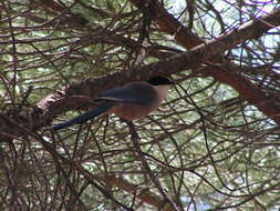 Image of Iberian Magpie