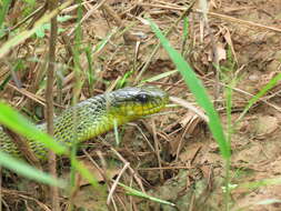 Image of Amazon Puffing Snake