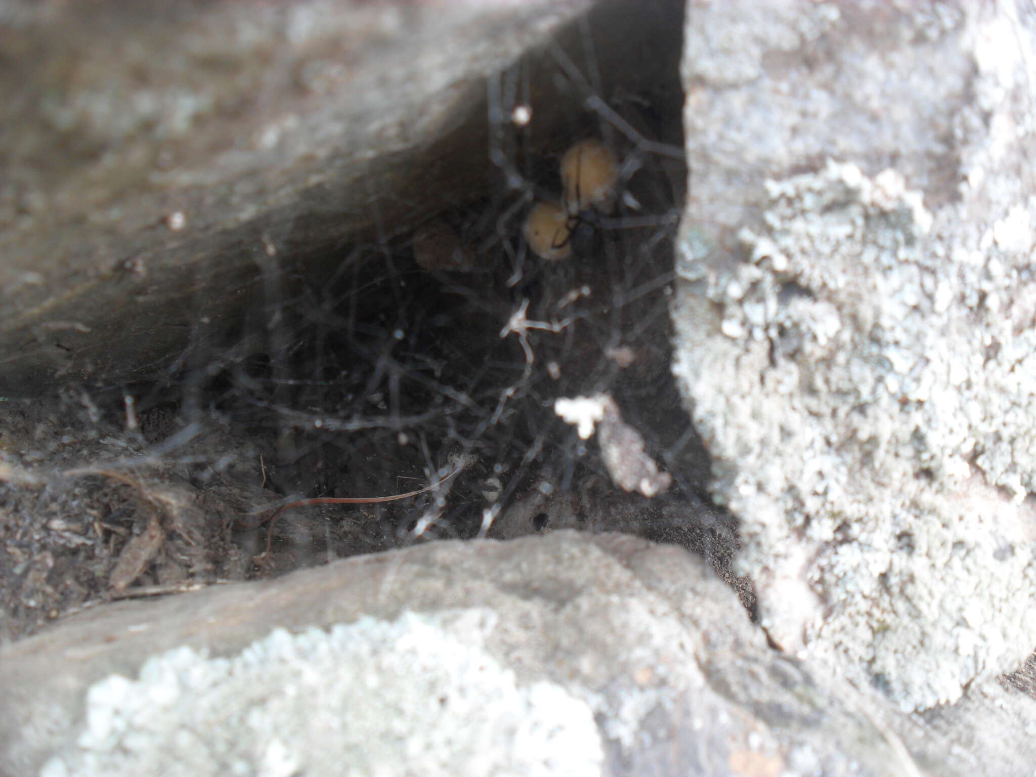 Image of Latrodectus mirabilis (Holmberg 1876)