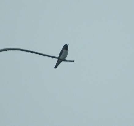 Image of White-breasted Woodswallow