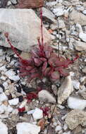 Image of <i>Crassula <i>atropurpurea</i></i> var. atropurpurea