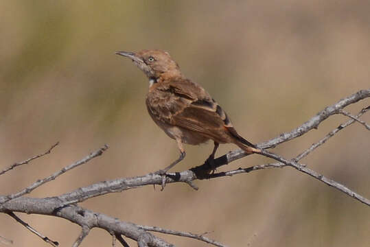 Image of Crimson Chat