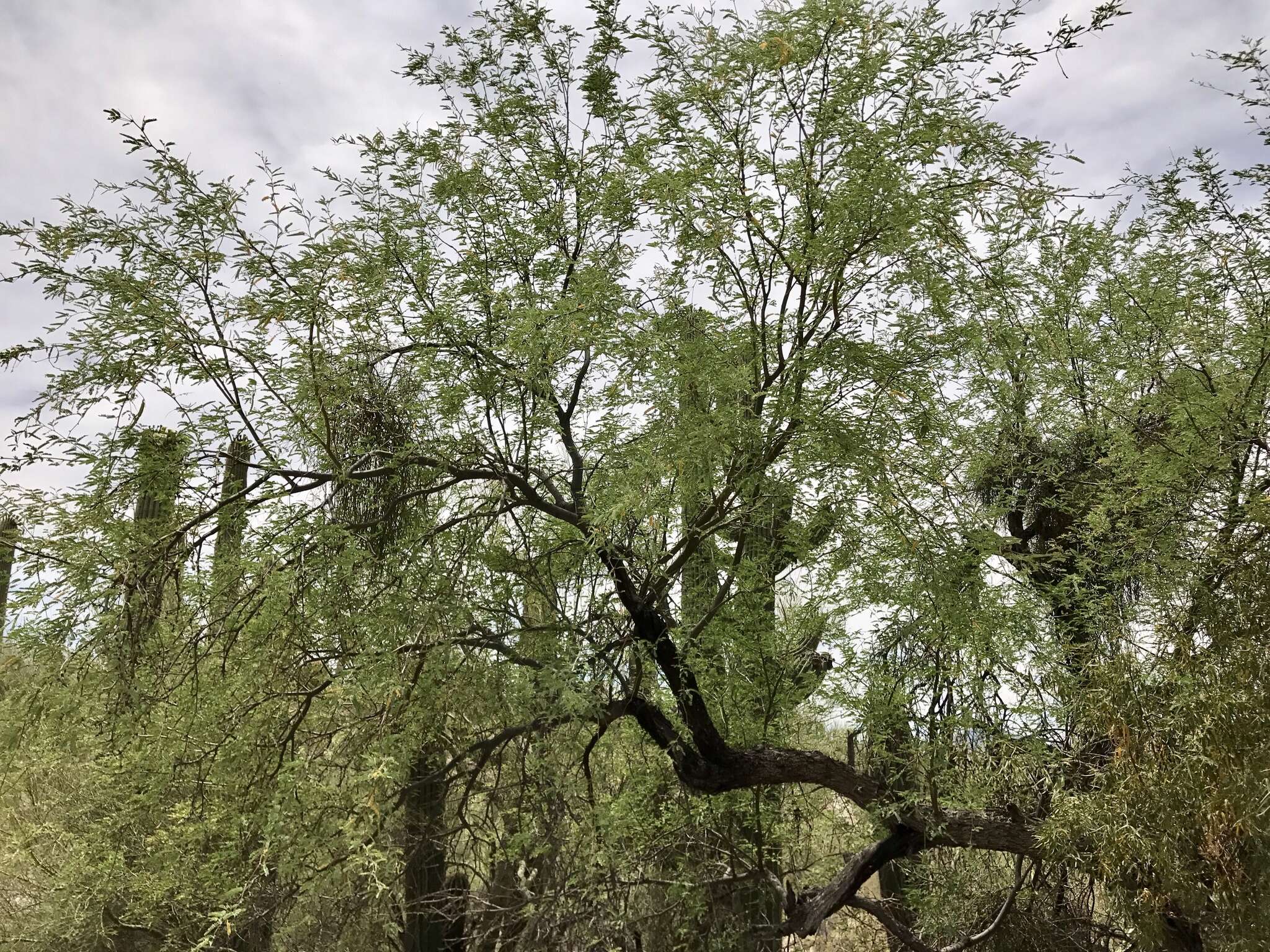 Sivun Prosopis velutina Wooton kuva