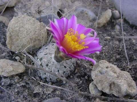 Plancia ëd Turbinicarpus valdezianus (H. Moeller) Glass & R. A. Foster