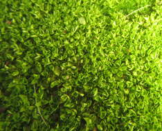 Image of hyophila moss