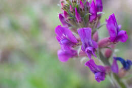 Image de Oxytropis campanulata Vassilcz.