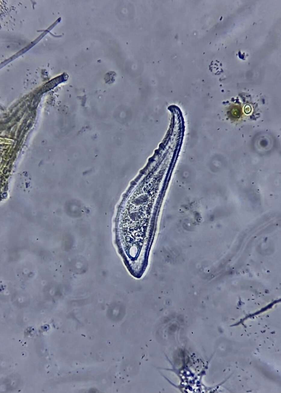 Image of Loxophyllum helus