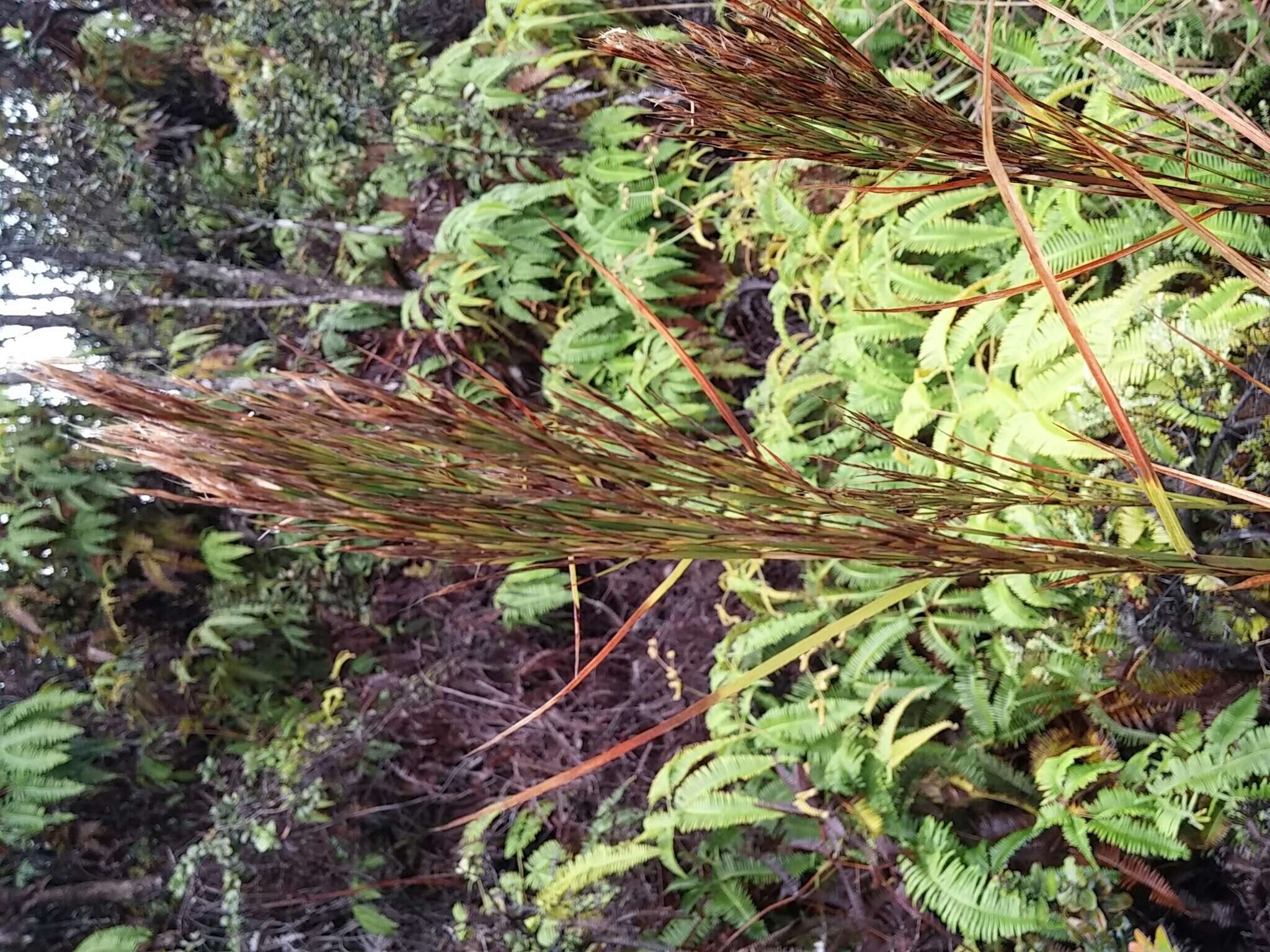 Image of Colombian bluestem