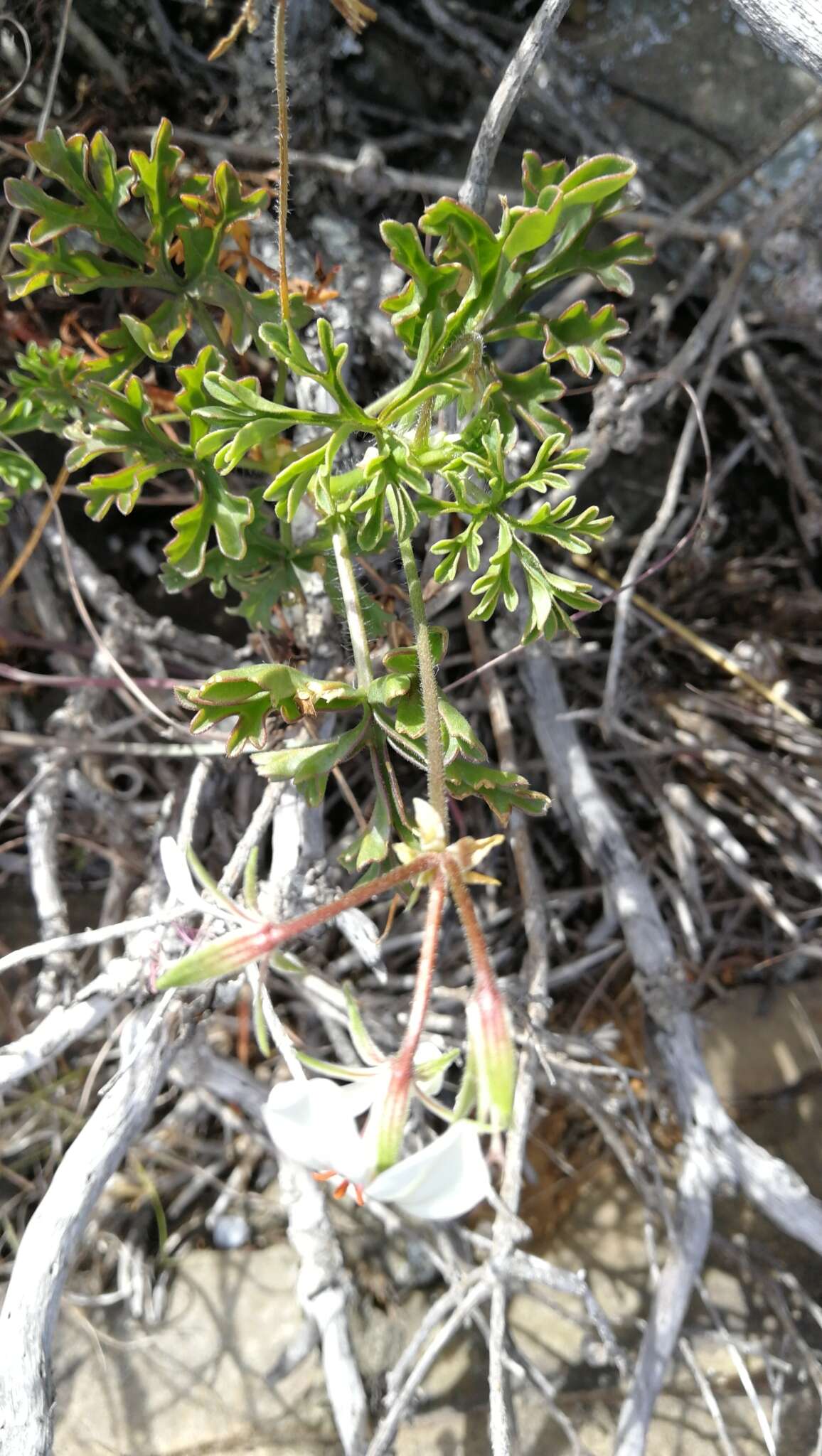 Image of Pelargonium exhibens P. Vorster