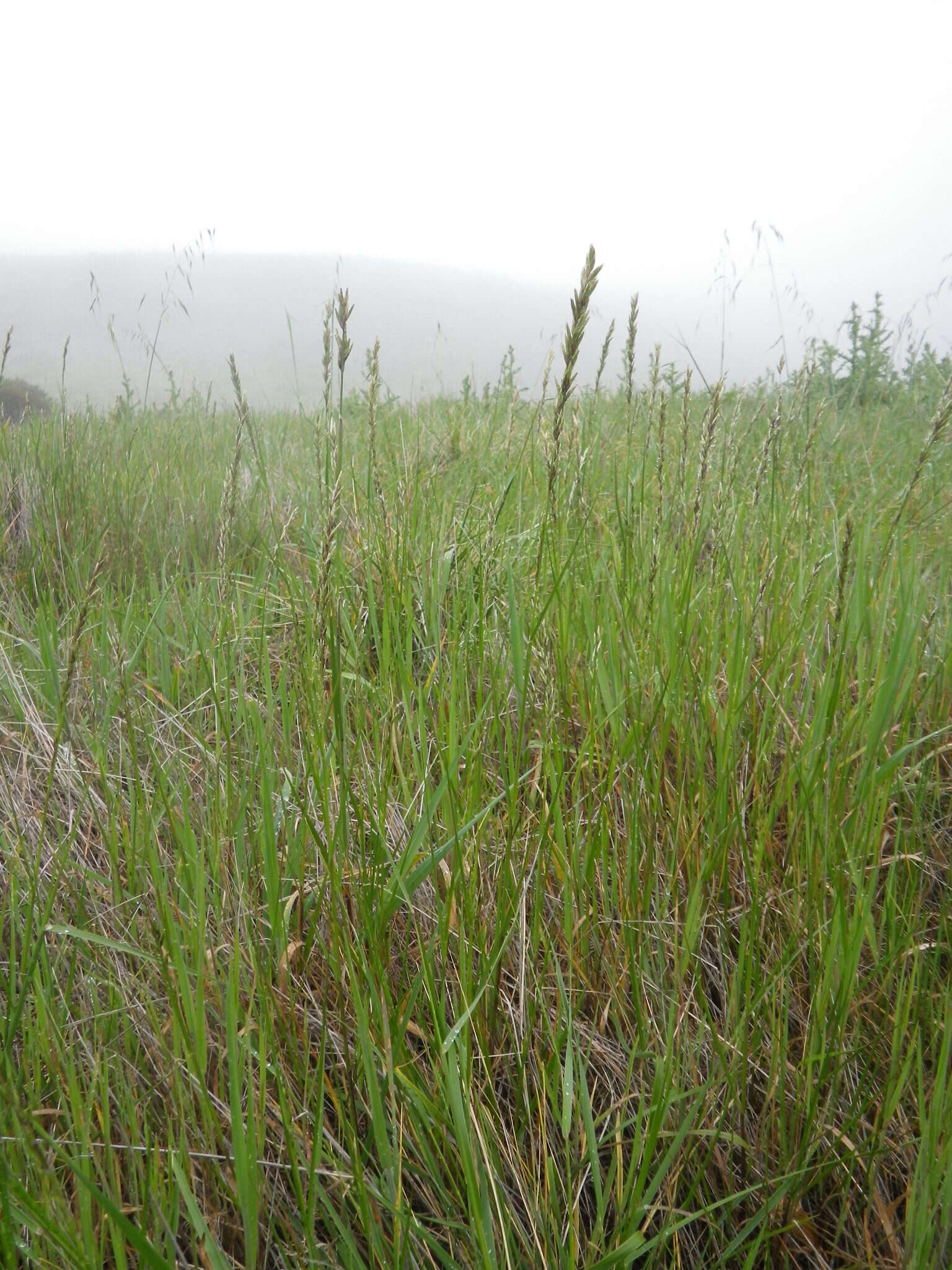 Image of California melicgrass