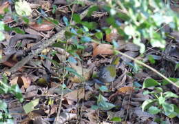 Image of White-rimmed Warbler