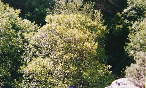 Image of Alnus lusitanica Vít, Douda & Mandák