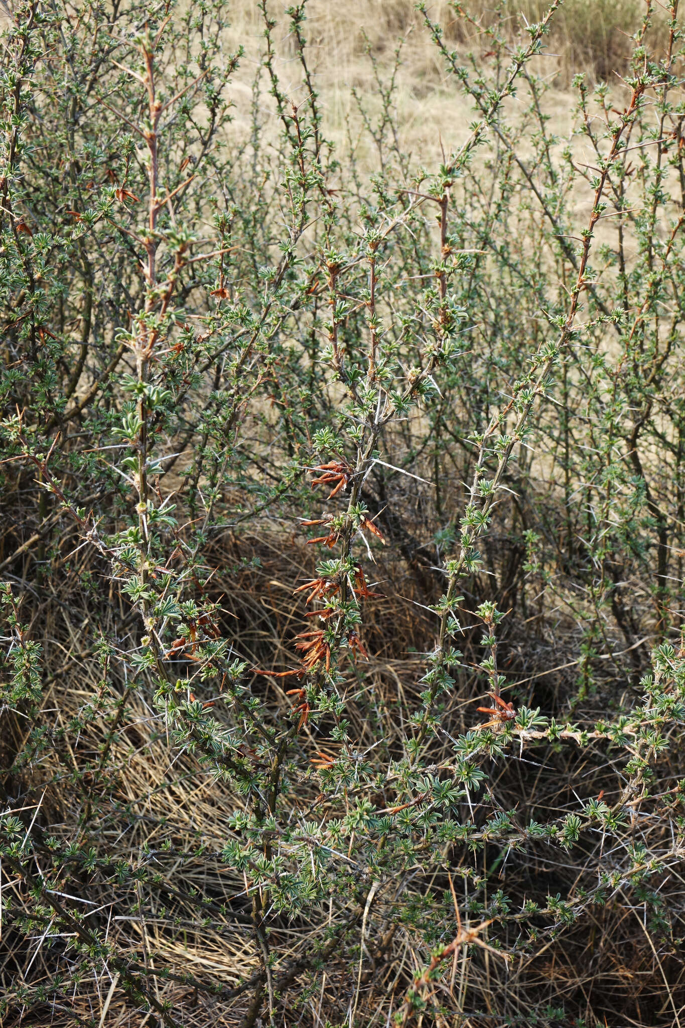 Image of Caragana spinosa (L.) DC.