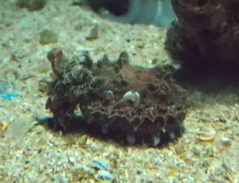 Image of Paintpot Cuttlefish